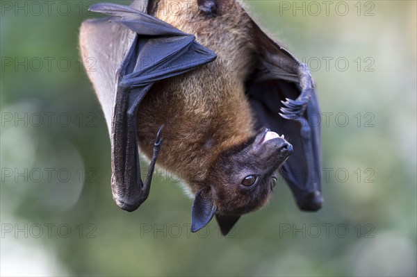 Indian Flying Fox