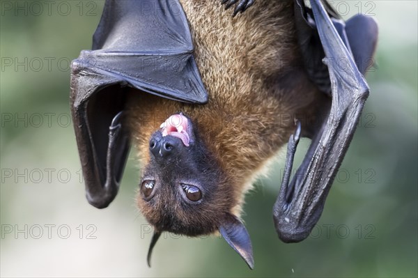 Indian Flying Fox