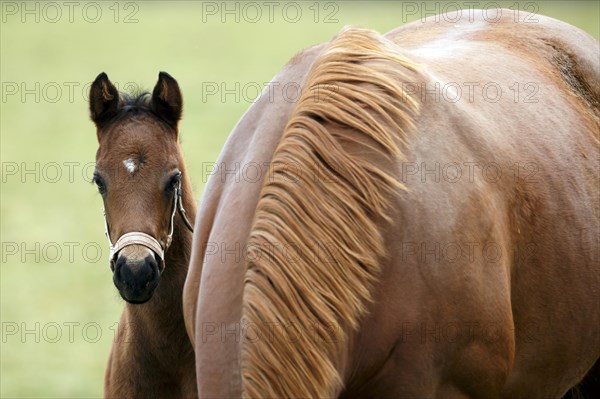 English thoroughbred horse