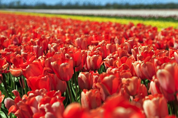 Blooming tulip field near Alkmaar