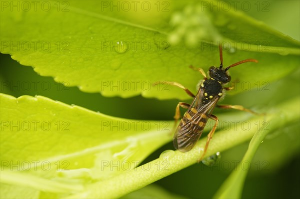 Red legged wasp-like bee