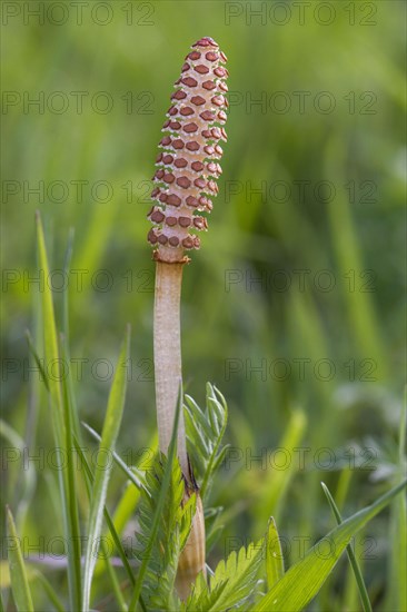 Field Horsetail