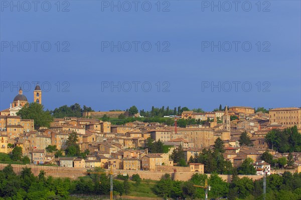 Urbino