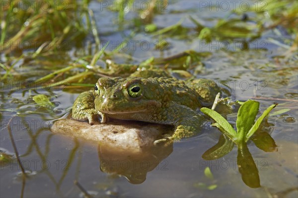 Natterjack Toad