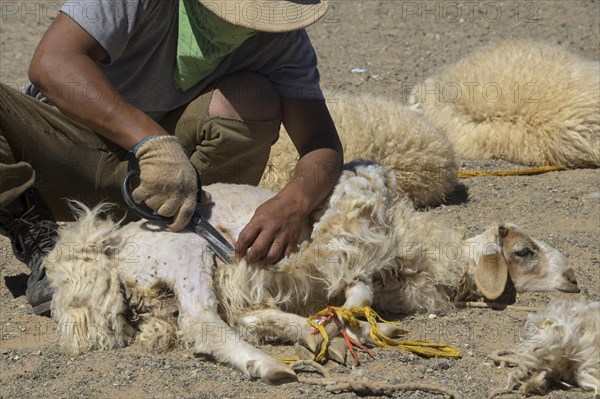 Shearing sheep