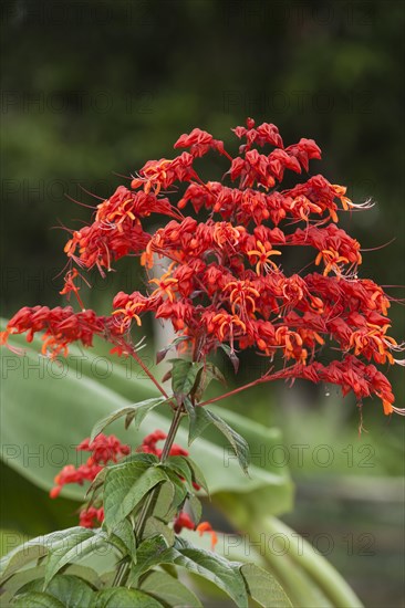 Red flower of the Royal Poinciana