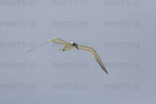 Greater Crested Tern