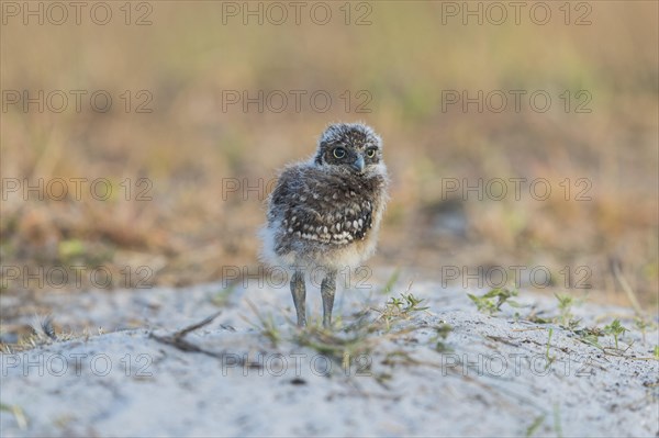 Burrowing owl