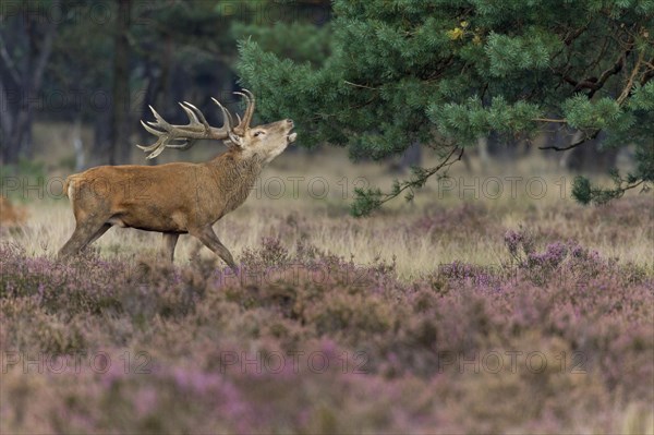 Red deer in the Hoge Veluwe National Park