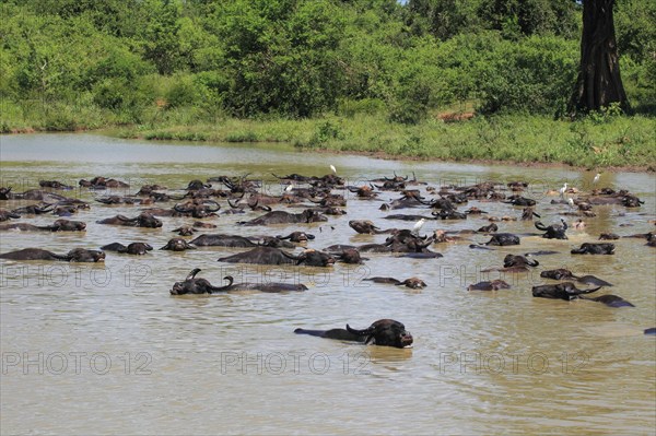 Asian water buffalo