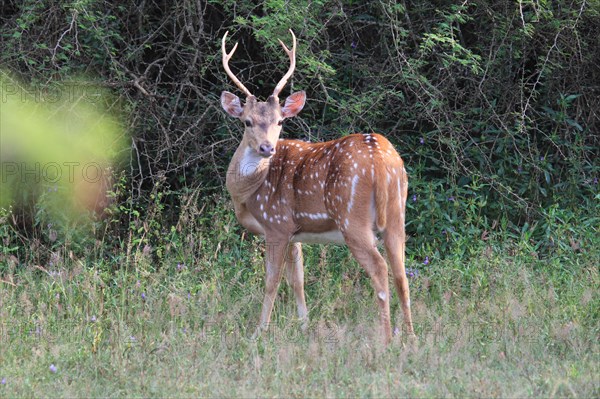 Chital a