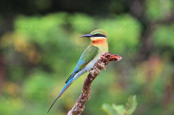 Blue-tailed bee-eater