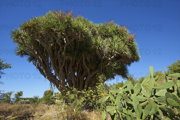 Dragon tree on the north coast