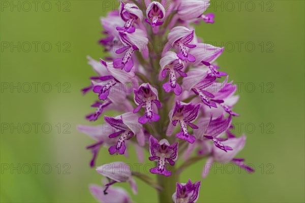 Military Orchid