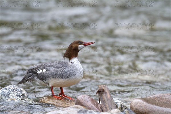 Common merganser