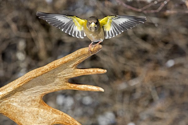 Evening Grosbeak male sitting on moose antlers in winter