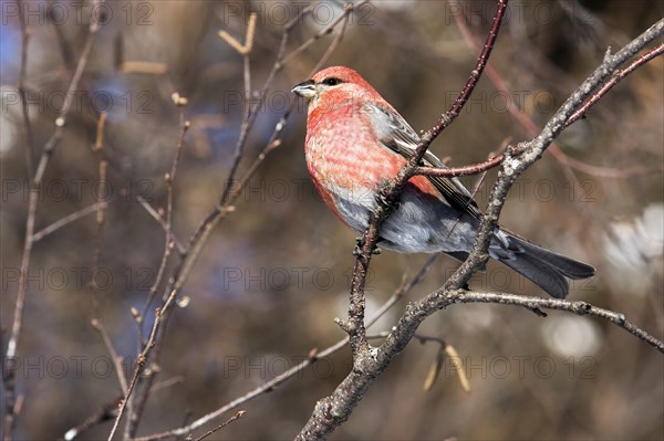 Male Pine Grosbeak