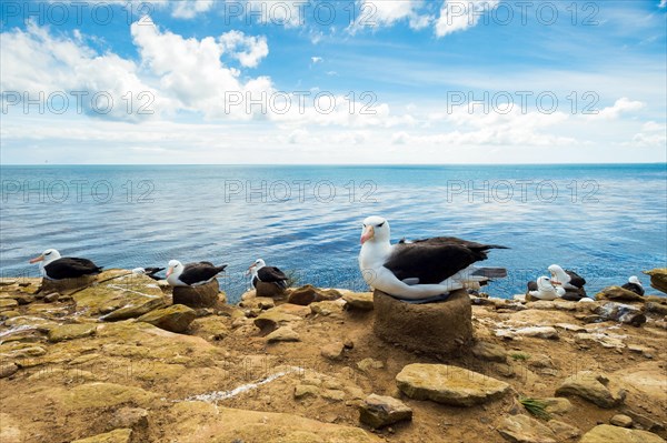 Black-browed Albatross