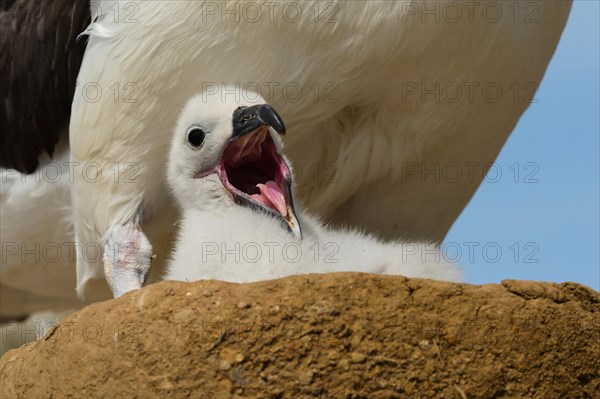 Black-browed Albatross