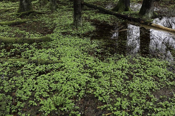 Common wood sorrel