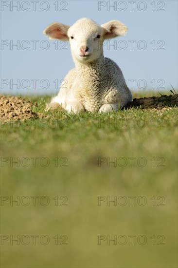 Merino sheep
