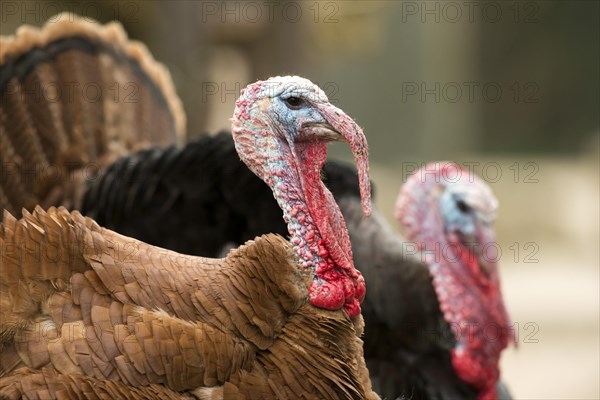 Domestic turkeys