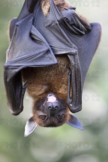 Indian Flying Fox