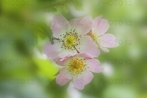 Dog Rose