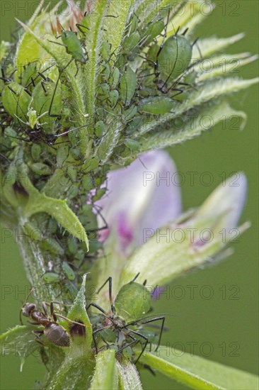 Green aphids