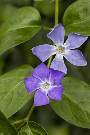 Periwinkle