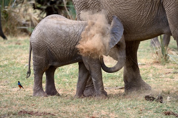 African elephant