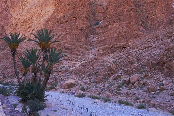 Todra Gorge