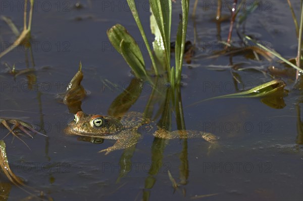 Natterjack Toad