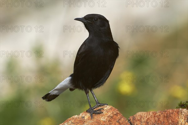 Black Wheatear