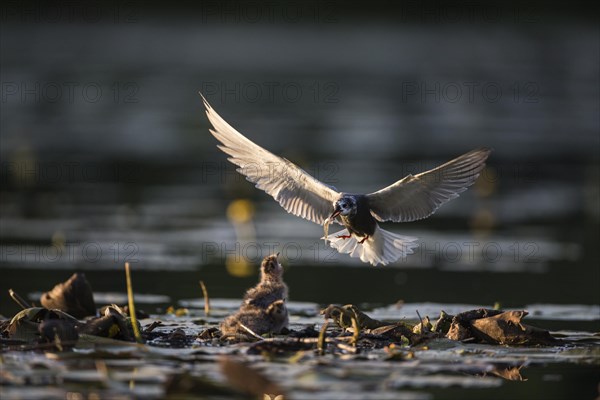 Black terns