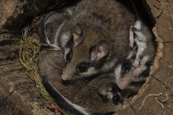 Garden dormouse