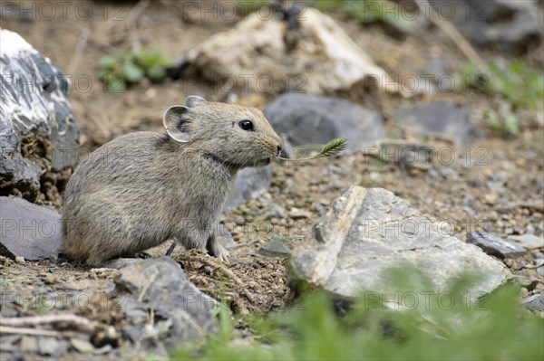 Mongolian whistling bunny