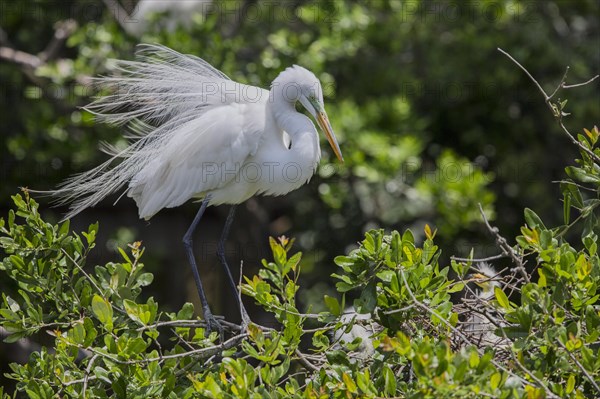 Great egret