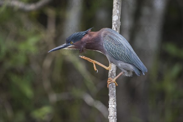 Green-backed Night Heron