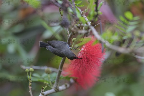 Seychelles Sunbird