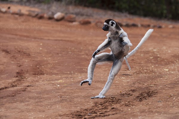 Verreaux's sifaka