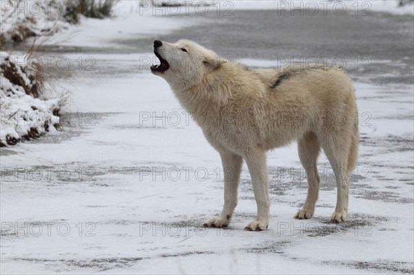 Tundra wolf