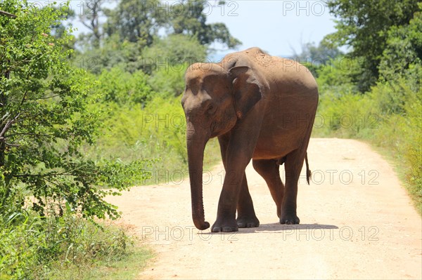 Asian elephant