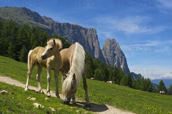 Haflinger on summer pasture on the Alpe di Siusi with Sciliar