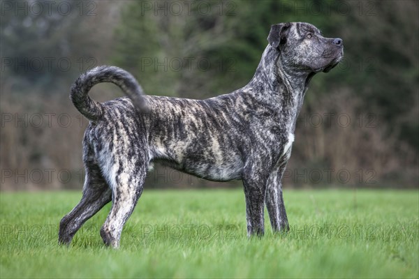 Mongrel dog