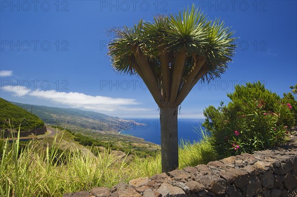 Dragon trees on the north coast of La Palma