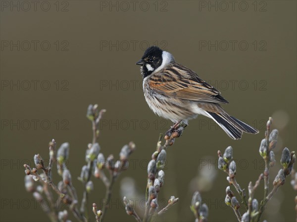 Reed bunting