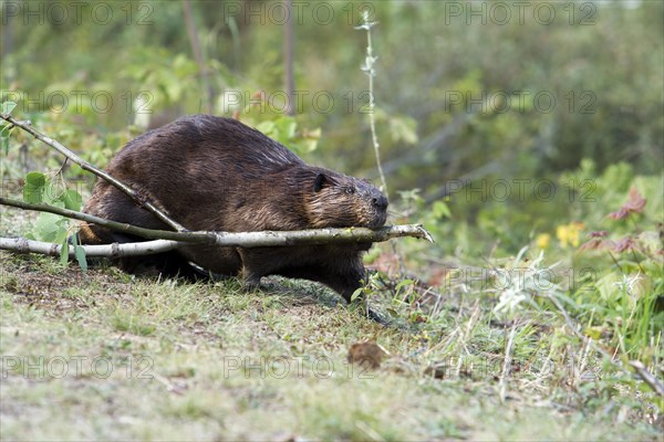 Beaver pulling twigs