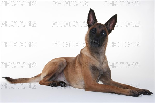 Malinois