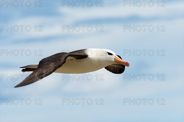 Black-browed Albatross